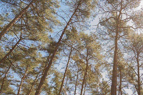 Wald Bäume Sommer Nachhaltigkeit