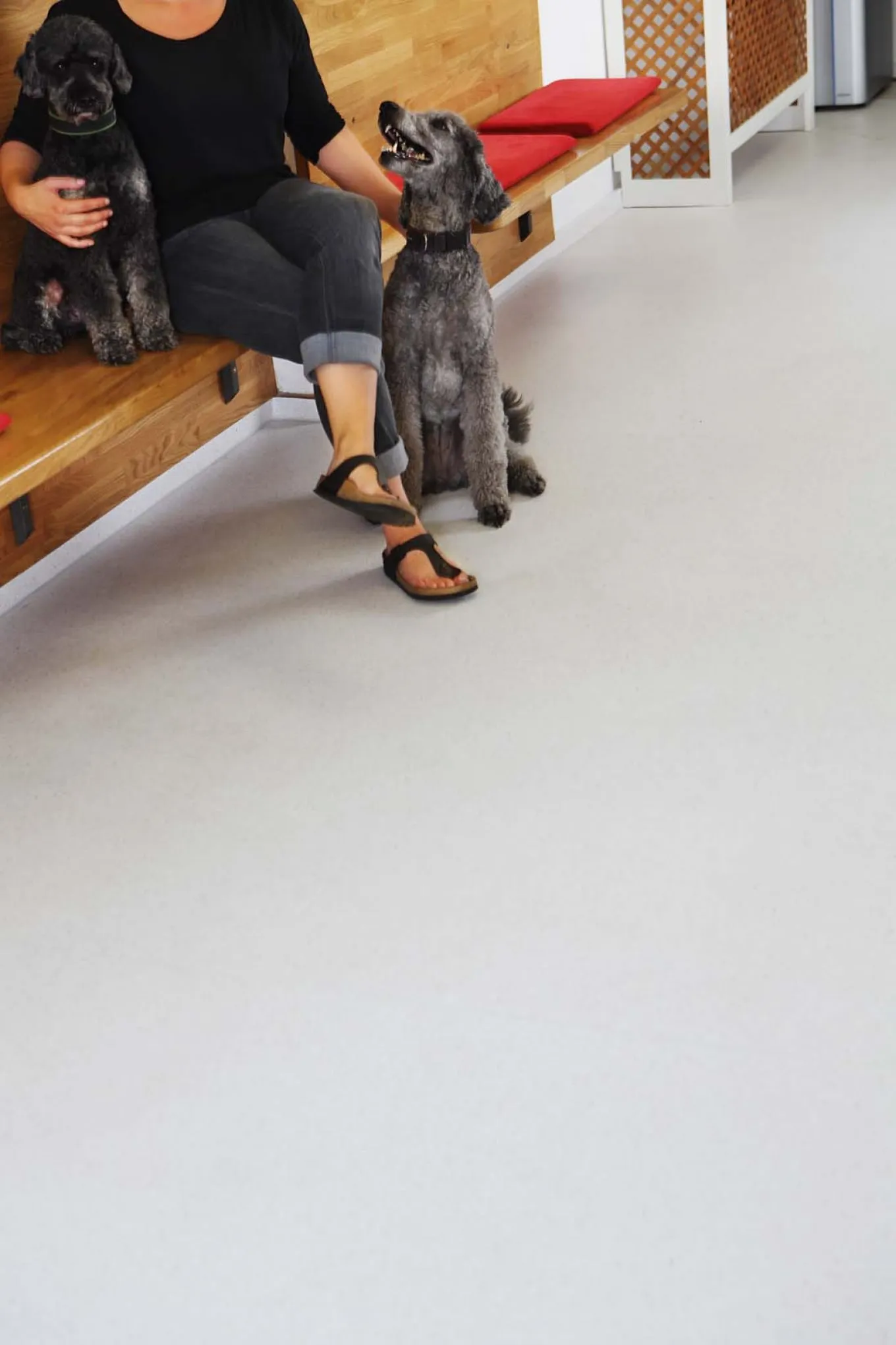 wineo PURLINE Bioboden mit grauen Pudel im Wartezimmer von einer Tierarztpraxis